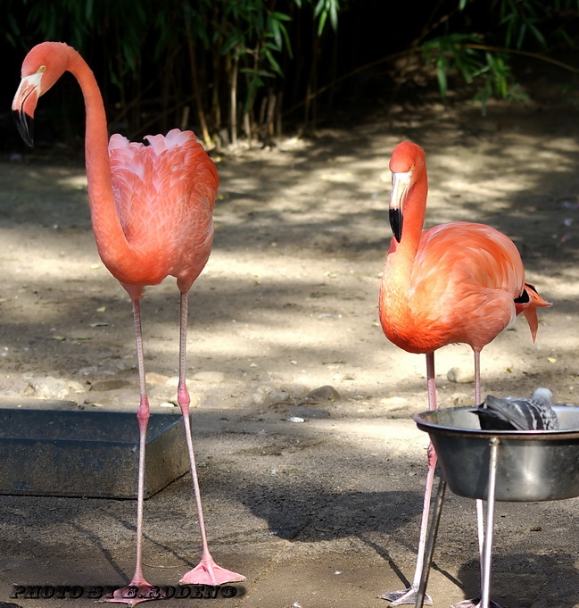 Flamingos