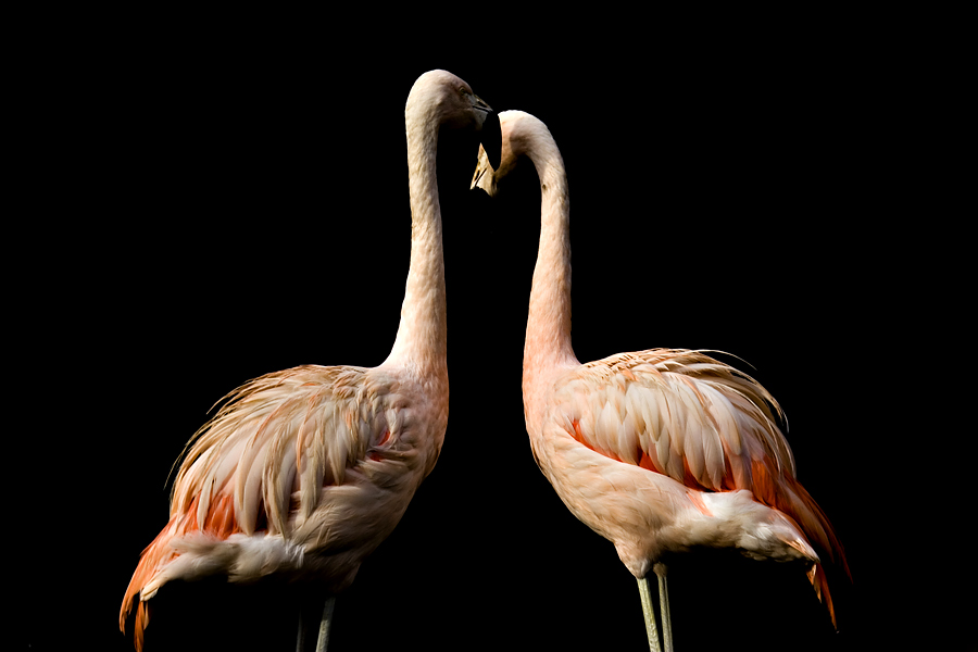 Flamingos