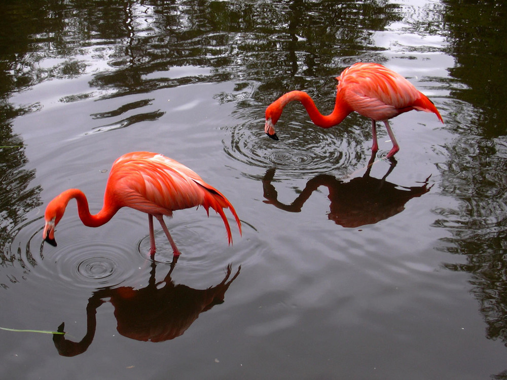 Flamingos