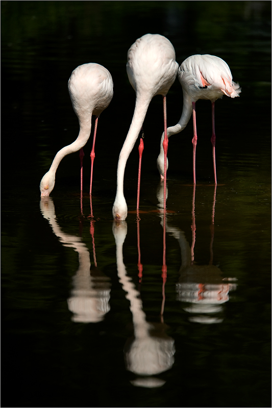 Flamingos