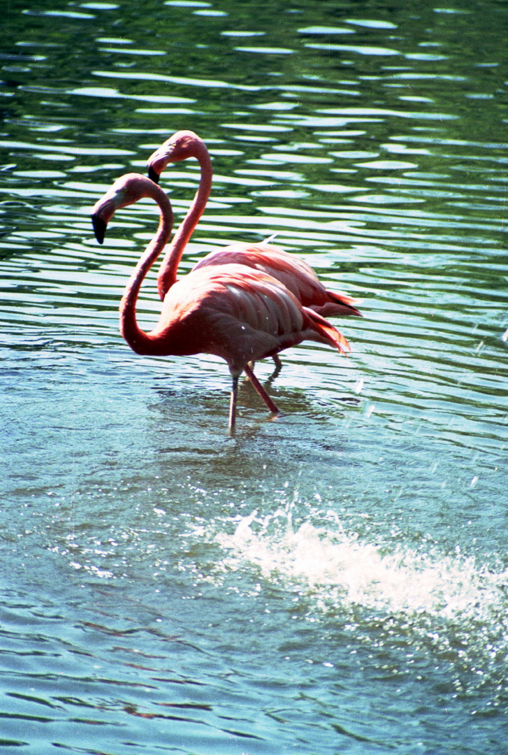 Flamingos (2)