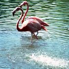 Flamingos (2)