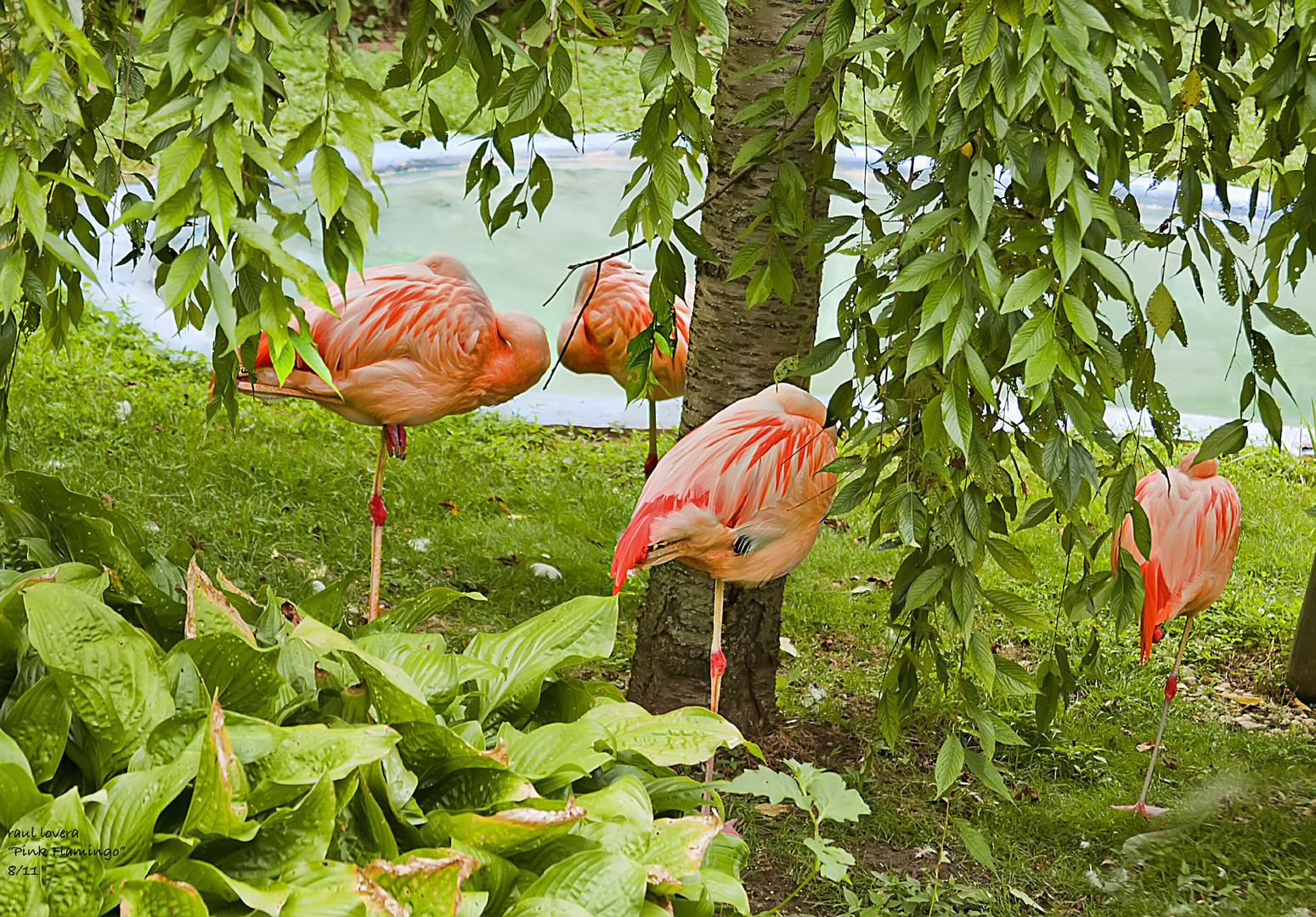 Flamingos 2