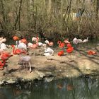 Flamingos