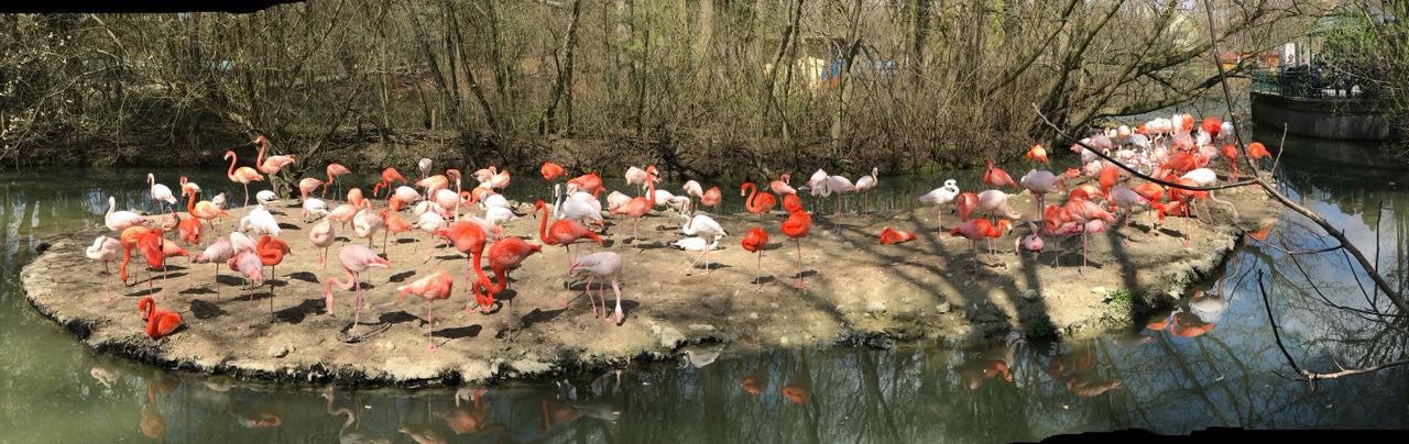 Flamingos