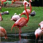 Flamingos