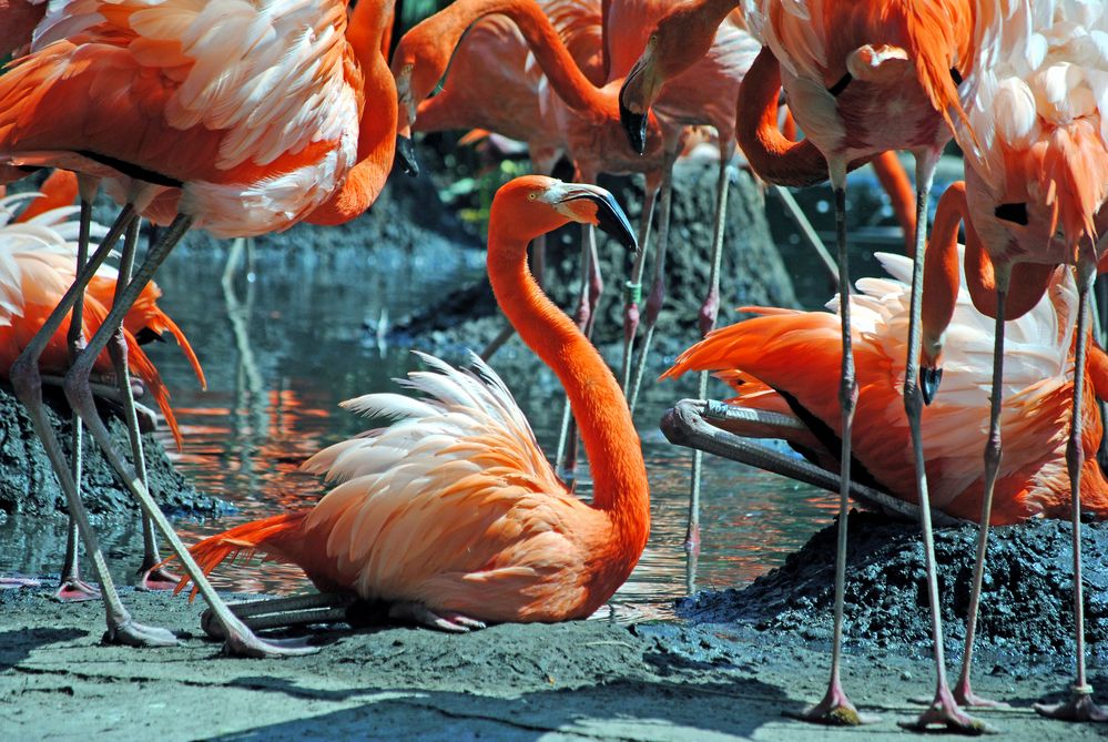 Flamingos