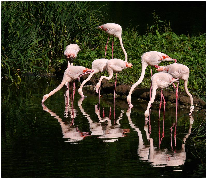 Flamingos