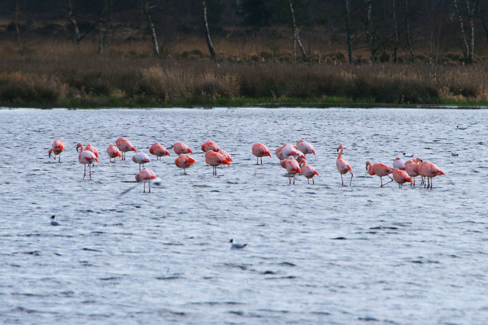 Flamingos...