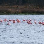 Flamingos...