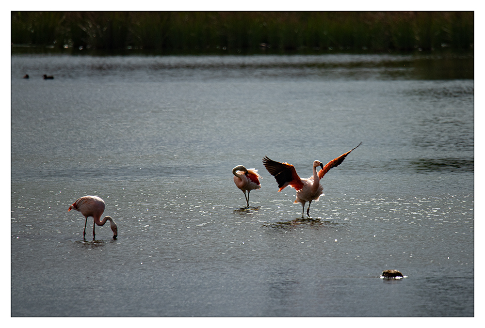 ...Flamingos