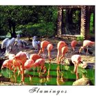 Flamingos