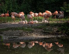 Flamingos