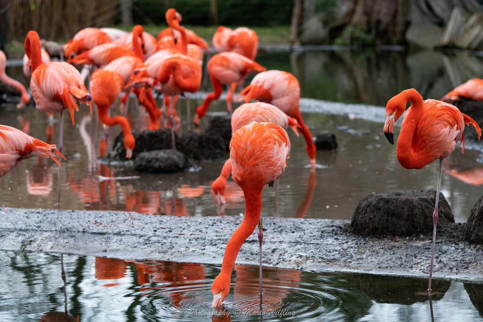 Flamingos