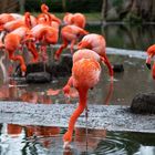 Flamingos