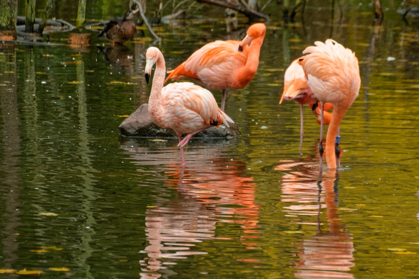 Flamingos