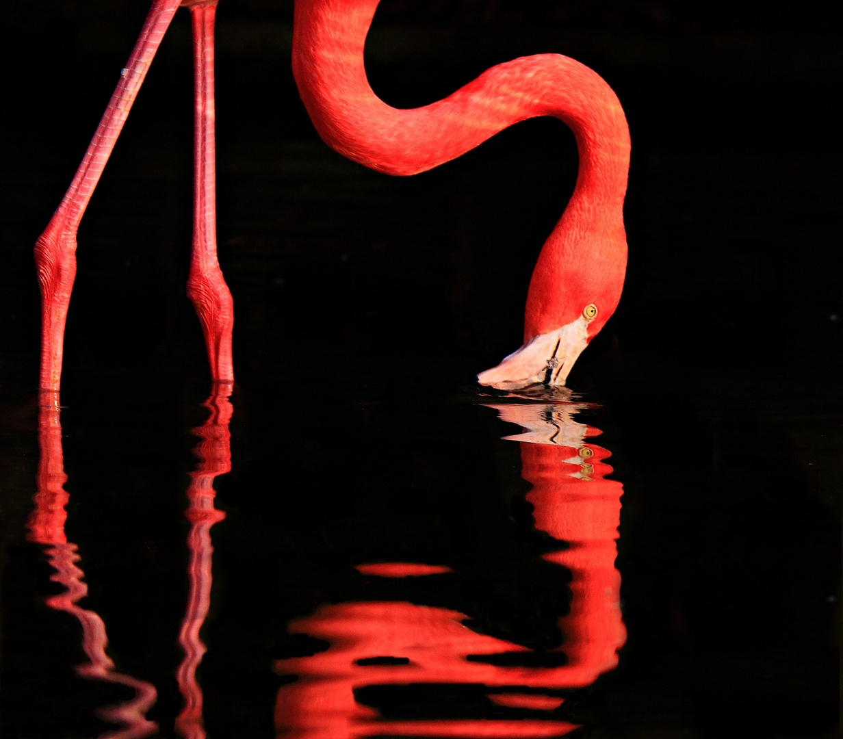 Flamingo(s)