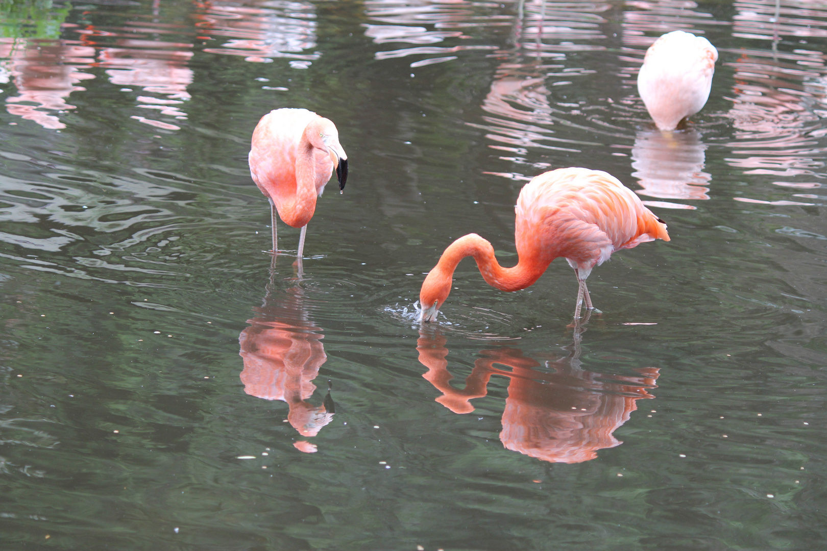 Flamingos