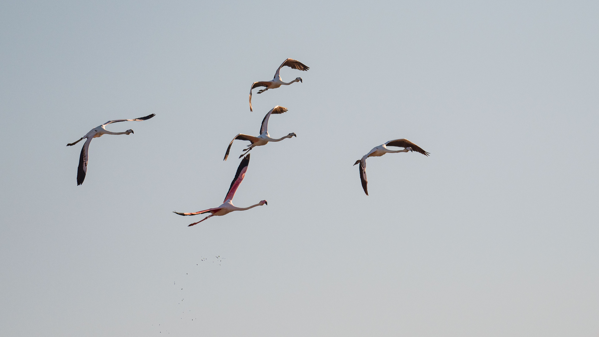 Flamingos