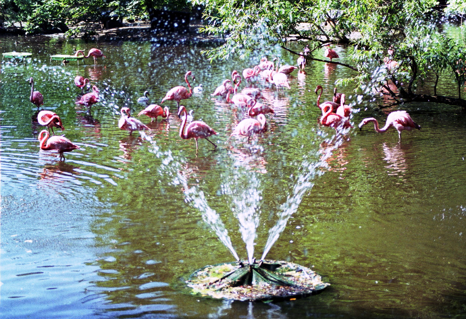 Flamingos (3)