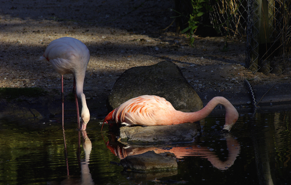 Flamingos 3