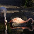 Flamingos 3