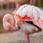 Flamingos 3