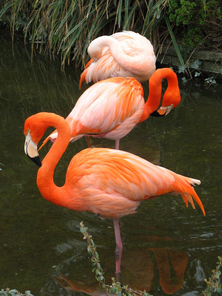 Flamingos