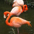 Flamingos