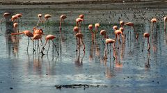 Flamingos