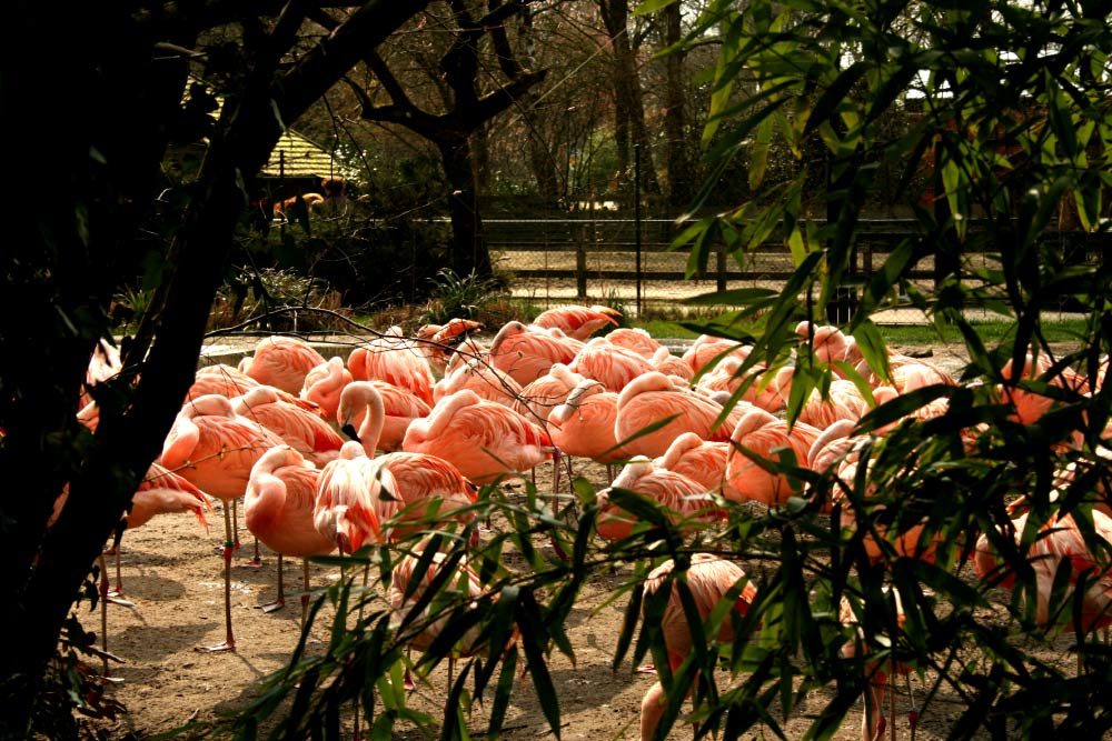 Flamingos