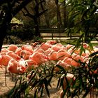 Flamingos