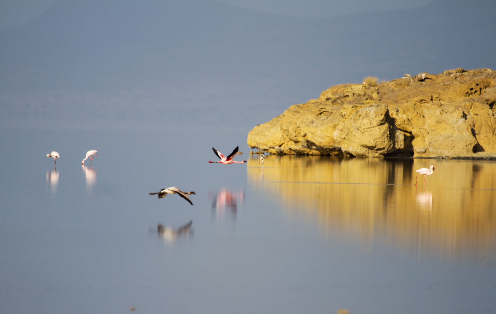 Flamingos