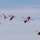 Flamingos