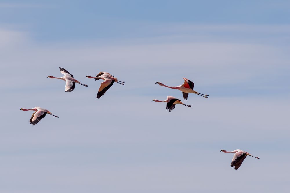 Flamingos