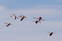 Flamingos