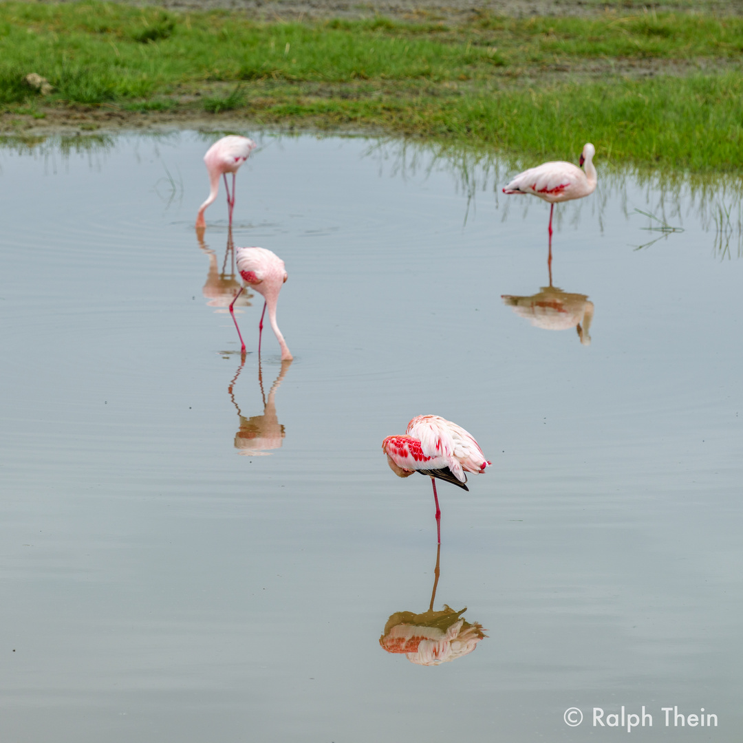 Flamingos