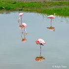 Flamingos