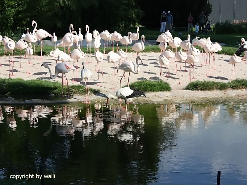 Flamingos