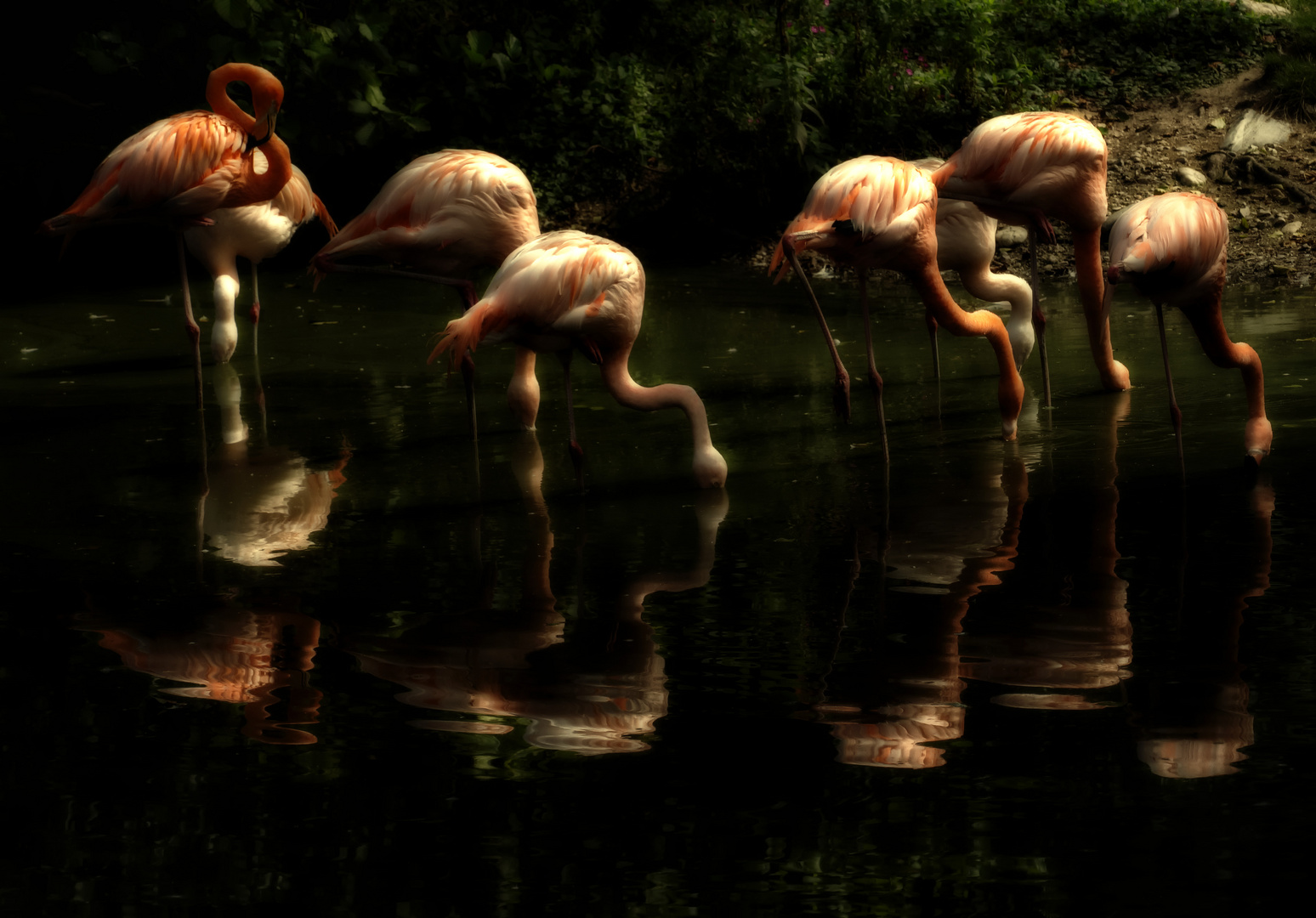 Flamingos