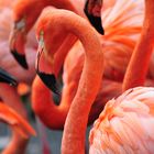 Flamingos 