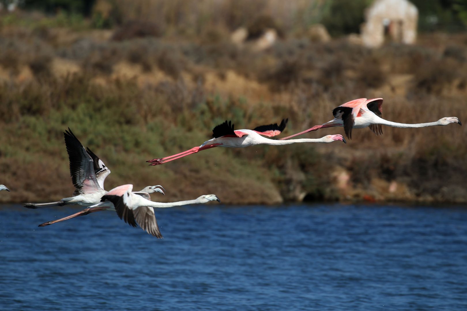 Flamingos