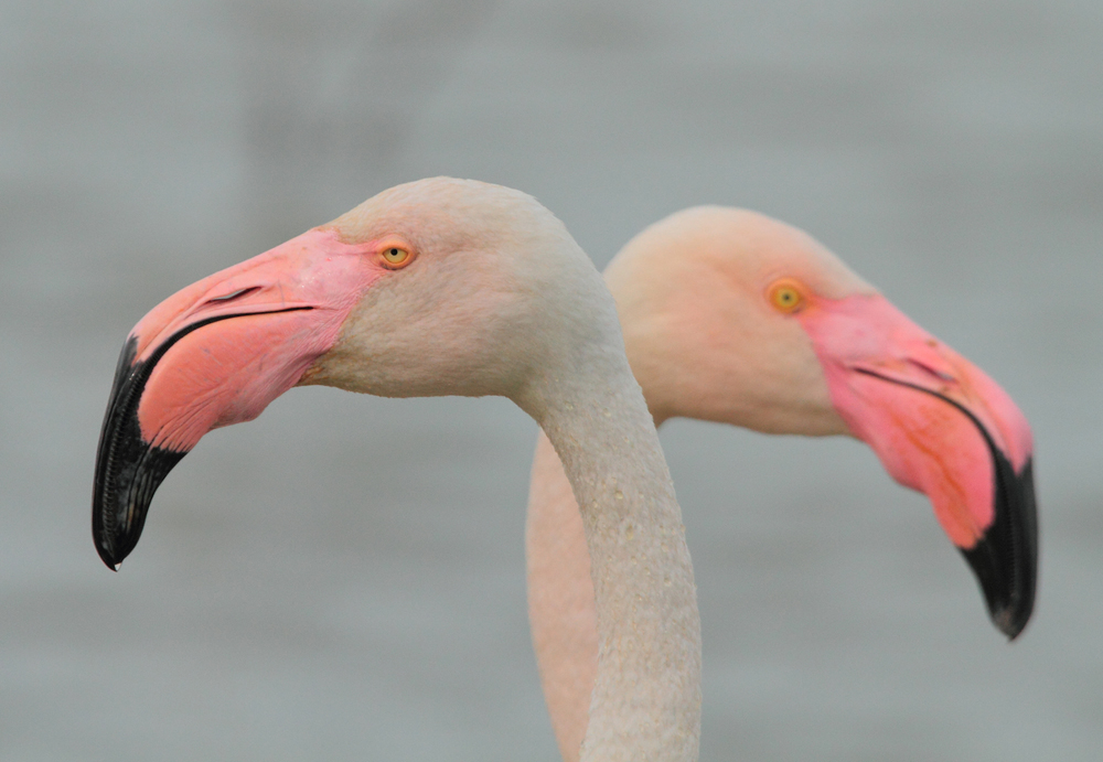 Flamingos