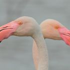 Flamingos