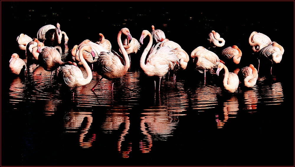 Flamingos