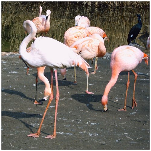 Flamingos