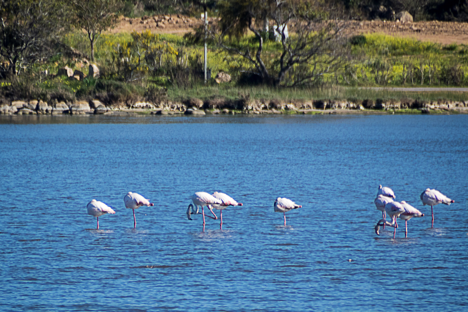 Flamingos