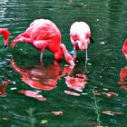 FLAMINGOS