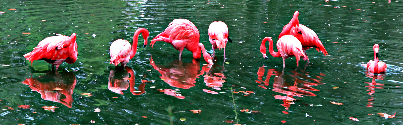 FLAMINGOS