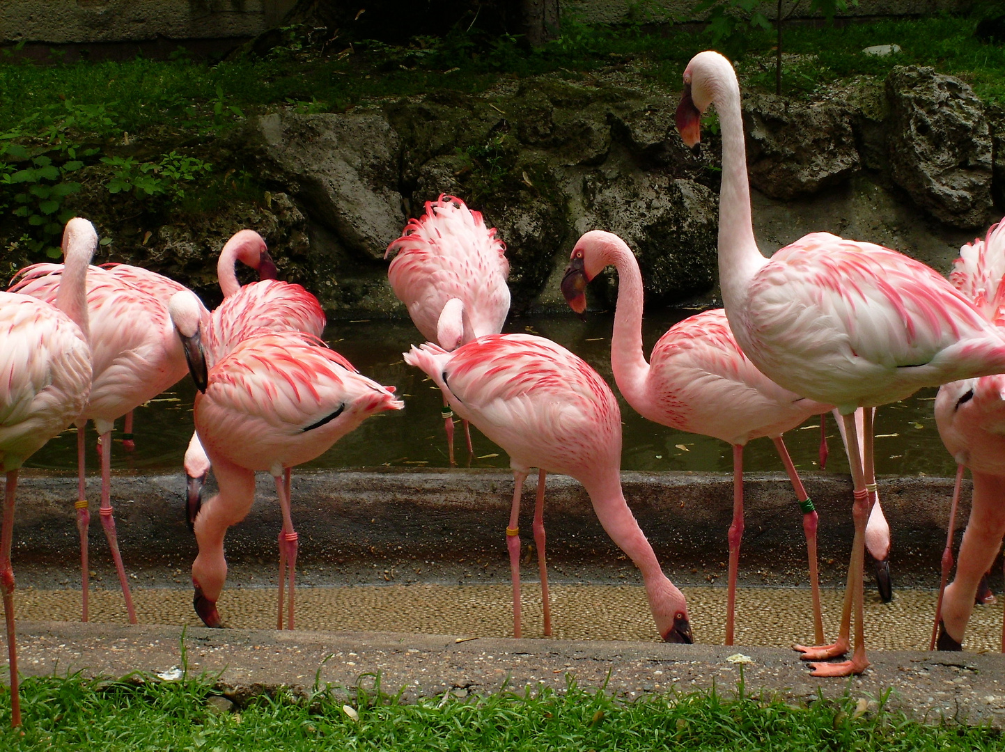 Flamingos